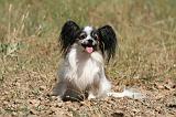 EPAGNEUL PAPILLON 156